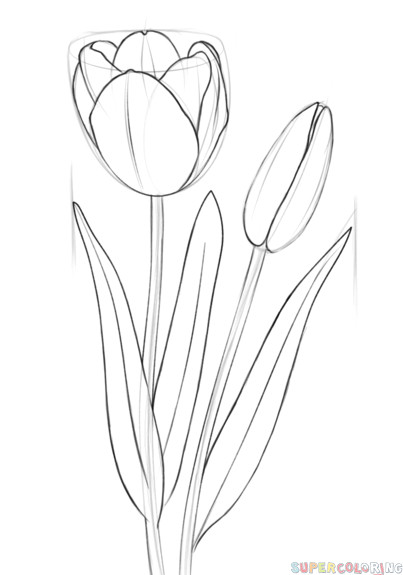 how to draw a tulip step by step drawing tutorials for kids and beginners