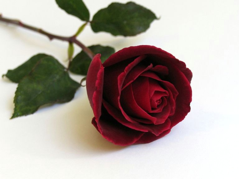 a single red rose