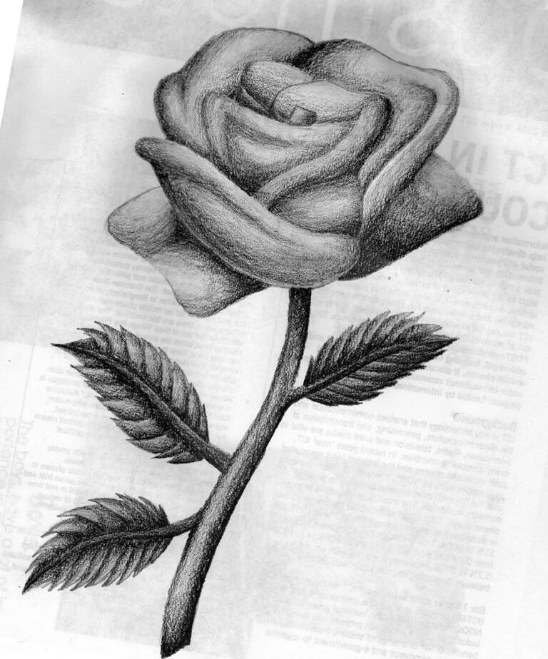 this was a quick rose sketch kind of i made an observation drawing on this rose as a base lol link and then just did the shading myself