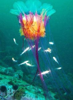 lion head jellyfish medusa underwater creatures ocean creatures underwater life underwater flowers