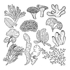corals and underwater plants in ocean or aquarium coral reef drawing hand illustration botanical