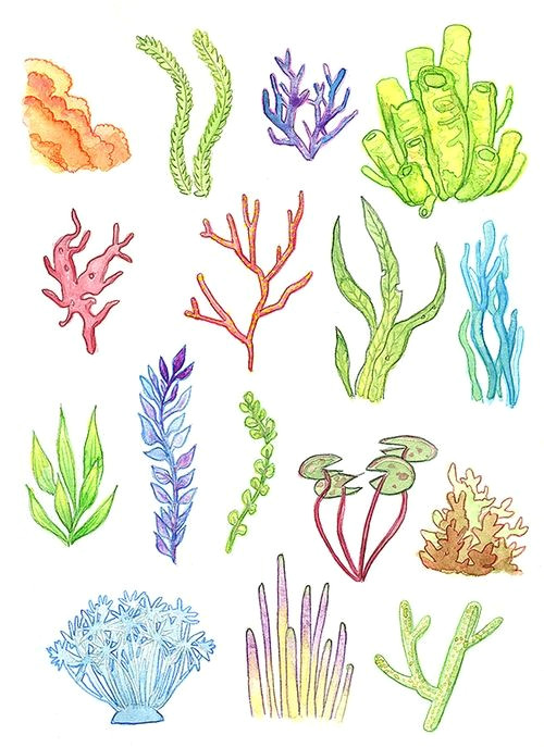 underwater plants print watercolor painting art illustration drawing coral reef seaweed anemone