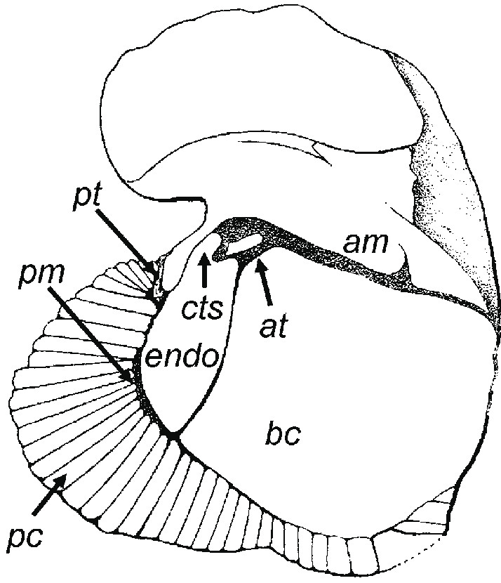 c choffati douville 1898 drawing of left valve holotype from upper albian