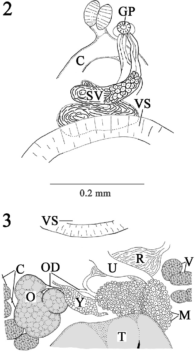 neolebouria truncata 2 composite drawing of cirrus sac and seminal download scientific diagram