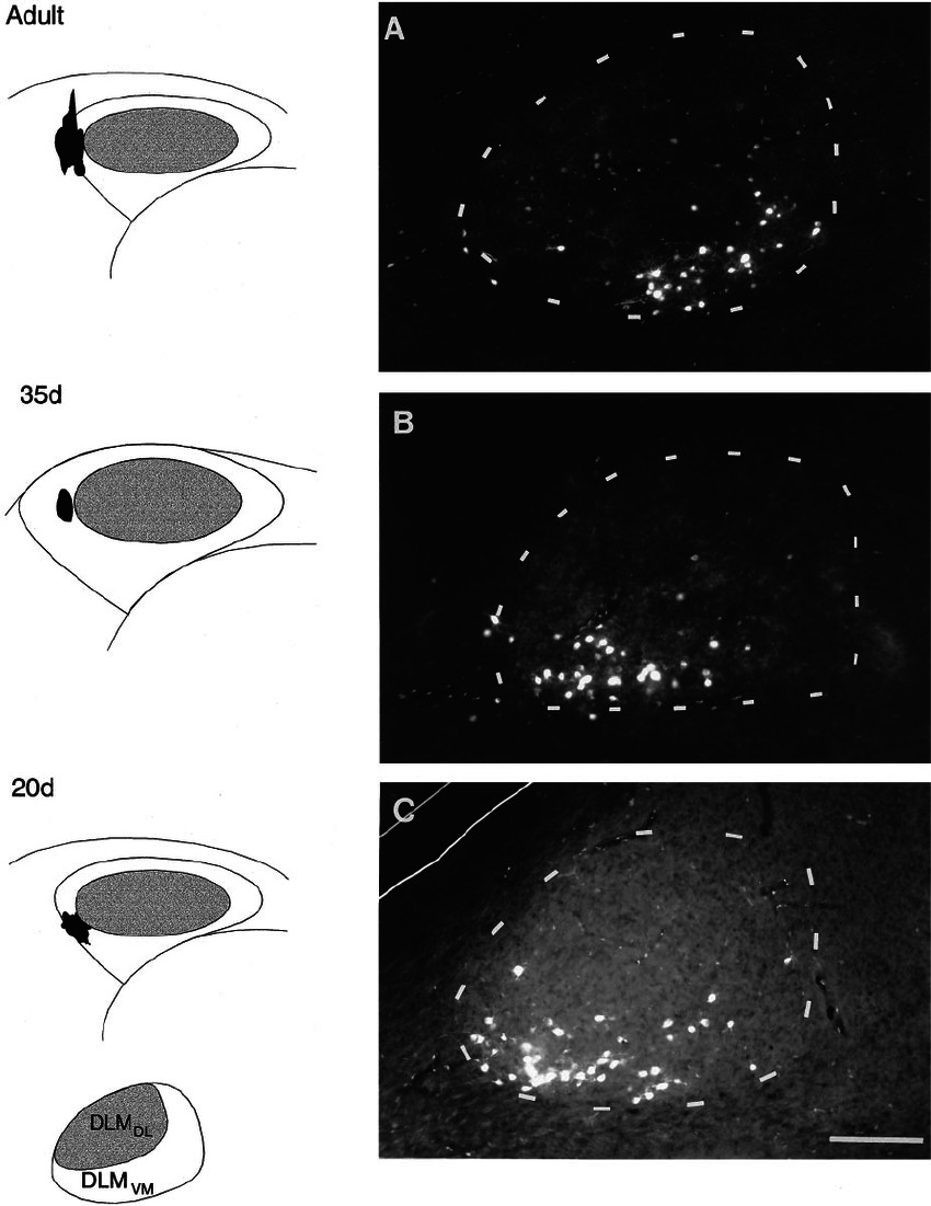 photomicrographs demonstrating comparable patterns of connectivity within the dl m v m 3 lm an shell projection in adult 35 d and 20 d birds