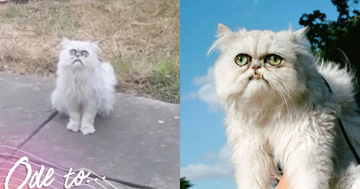 let s all admire wilfred warrior the ridiculous looking instagram famous cat