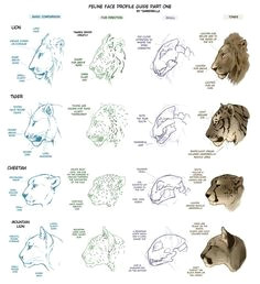 drawing tutorials drawing tips art tutorials tiger drawing tutorial drawing art