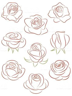 set of roses vector illustration