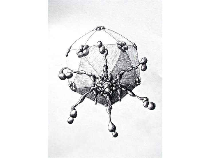 new drawings show the strange beauty of phages the bacteria slayers