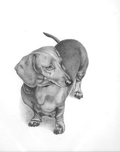 dachshund by ferris cook dachshund drawingdachshund artweiner dogsminiature