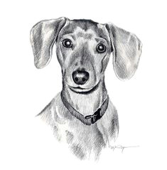 miniature dachshund dog pencil drawing art print by artist dj rogers