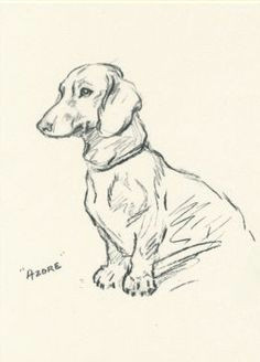 dachshund clube lucy dawson