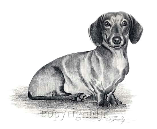 picture of a dachsund dachshund dog ii pencil drawing 8 x 10 art print signed dj rogers