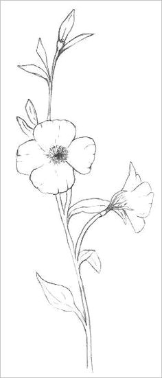 paintings images of sepia pen and ink drawing dried wildflowers