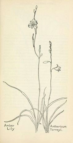 field book of western wild flowers