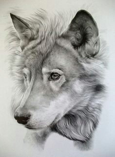 wolf amanda kay ropp it blows my mind that someone can draw this beautifully incredible