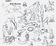 wolf sketches 8 28 13
