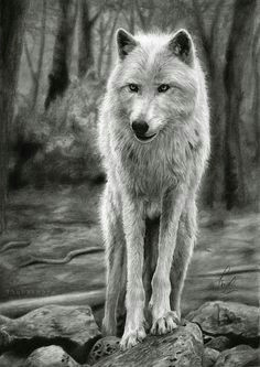 white wolf print of realistic pencil drawing art forest background fine print wolf