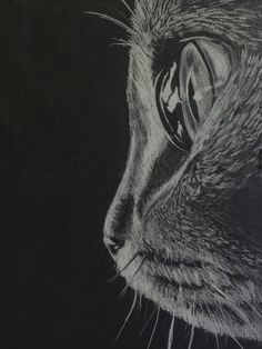 close up of a cat in white charcoal on black paper mas pencil drawings of animals