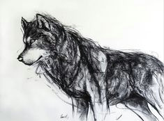 wolf charcoal drawing giclee art print by fiona tang drawing sketches art drawings wolf