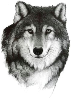 drawing a wolf by bill langis realistic drawings cool drawings pencil drawings of animals