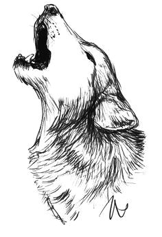 wolf drawings animal drawings pencil drawings art drawings wildlife art wolf