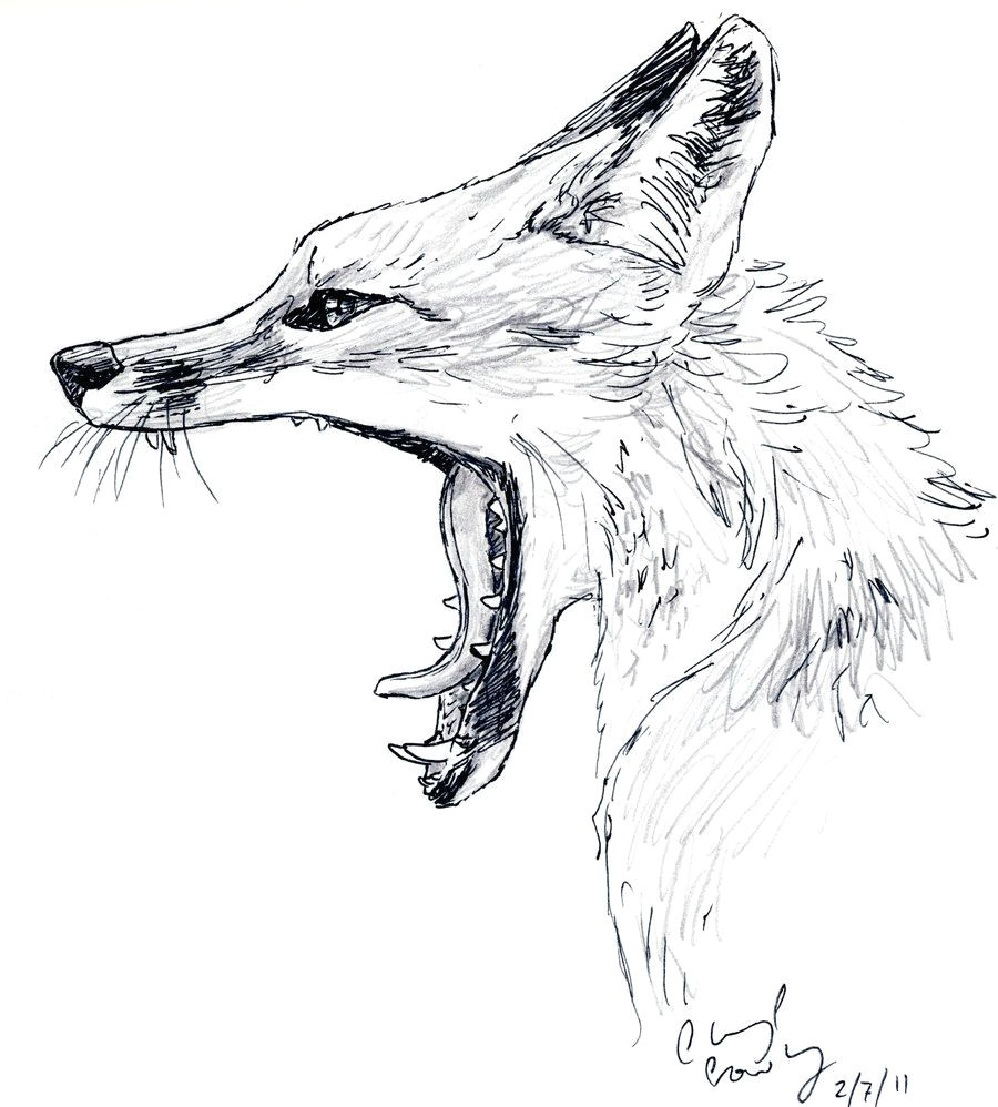 fox drawing drawing sketches pencil drawings art drawings sketching wolf sketch
