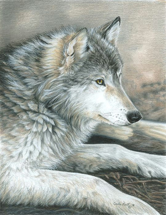 Wolf Drawing Colored Pencil Colored Pencil Drawing Of A Wolf This is Magnificent Ink