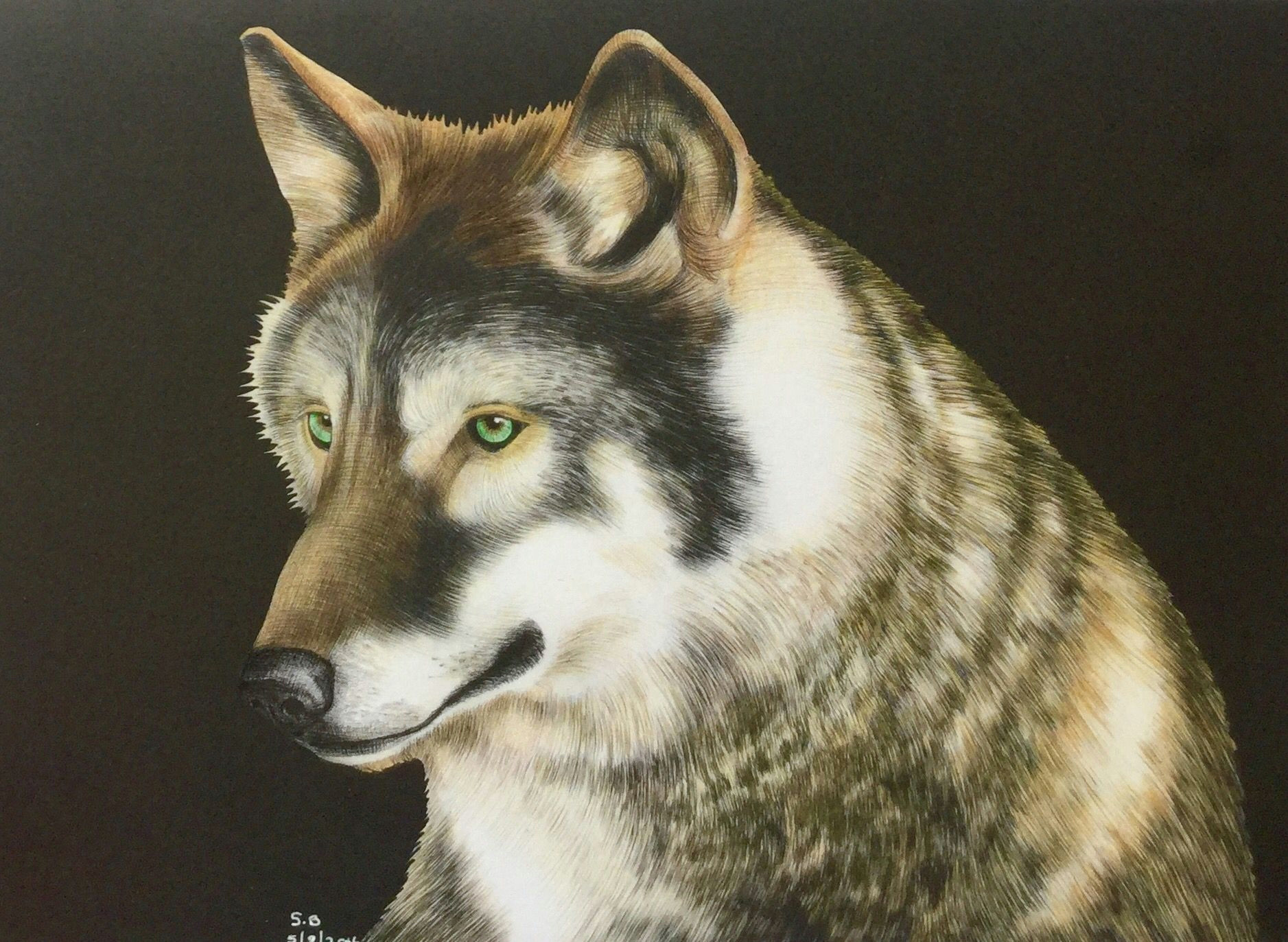 i used whsmith pencils intricateart timjeffs whsmith wolf