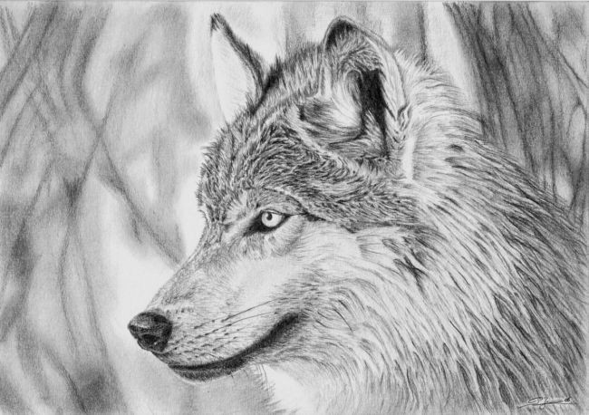 dessin loup 1 image sources large animals colored pencils wolves graphite