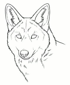 coyote face drawing how to draw coyotes prairie wolf stepstep forest animals kids drawing art