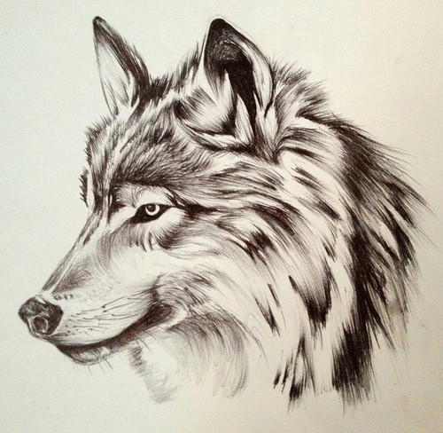 wolf drawing tumblr gallery