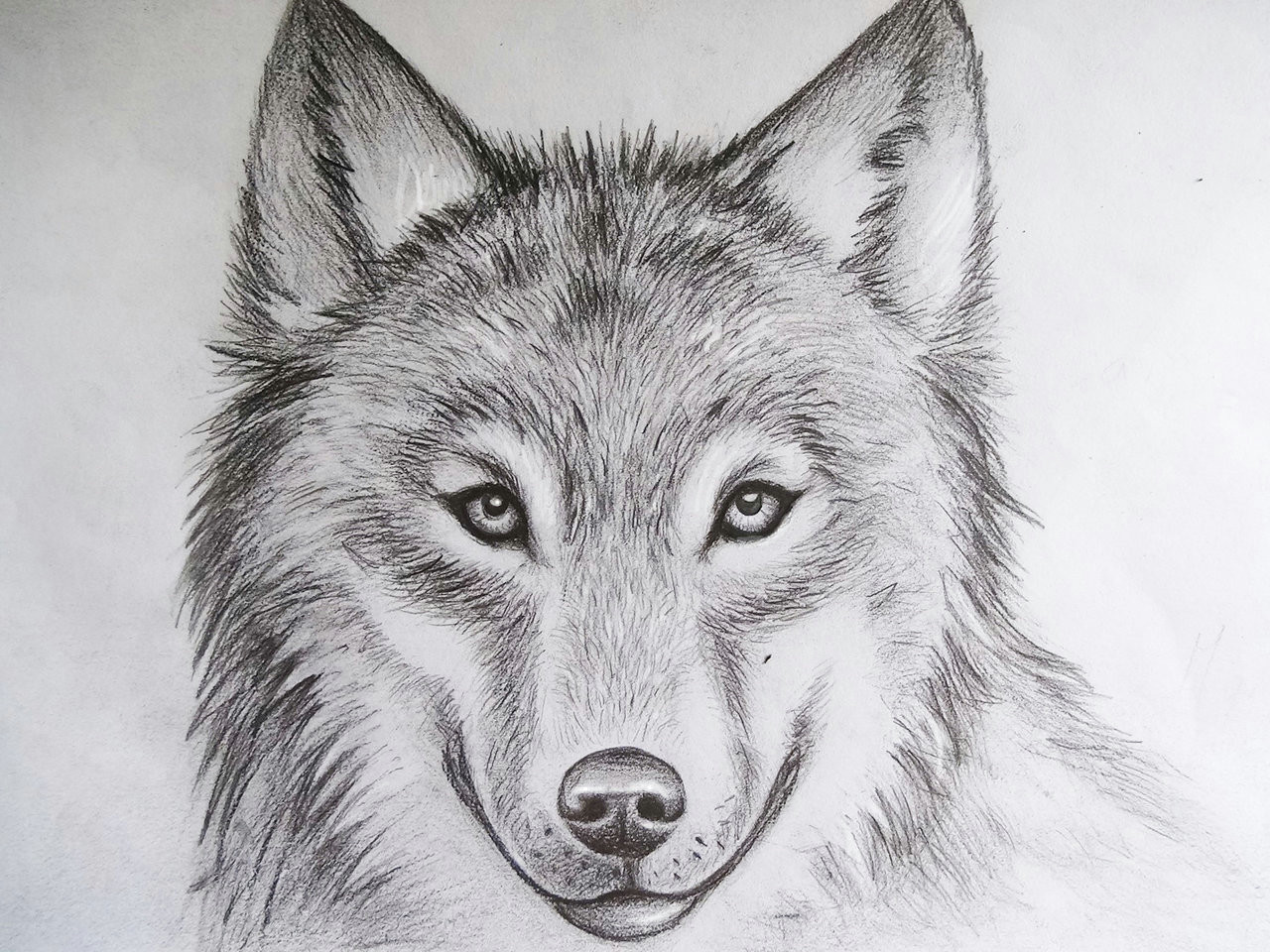 wolf drawing by imikeoakheart on clipart library