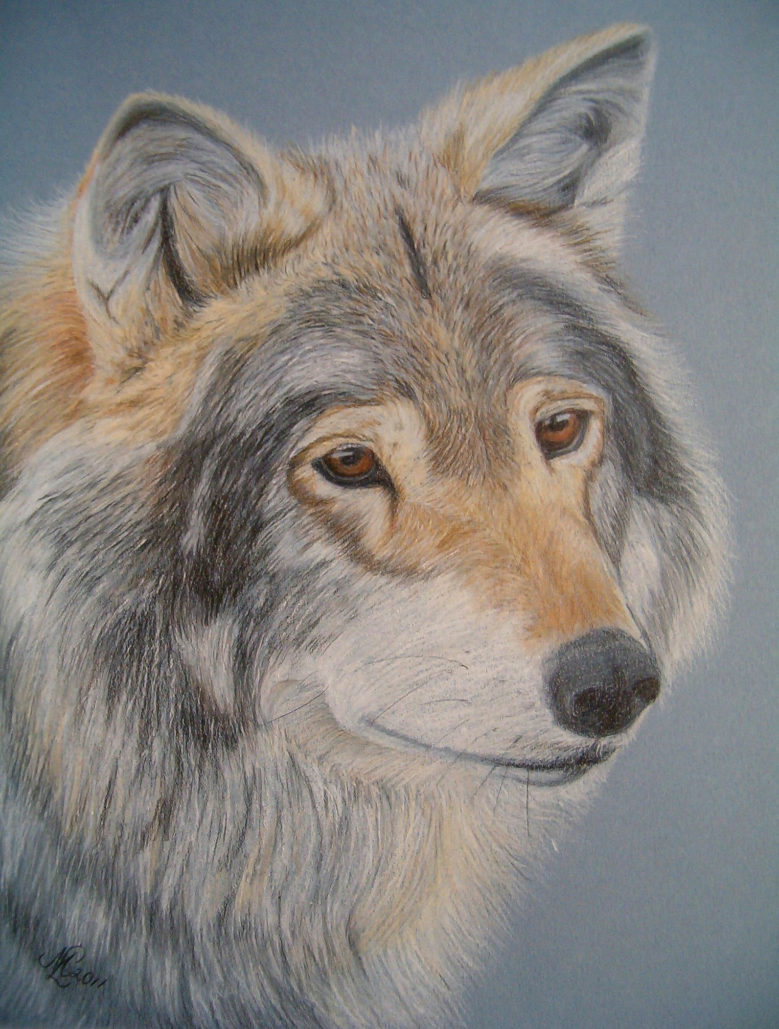 aragon a norwegian wolf colored pencil drawing by marita lipke for sale