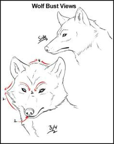 how to draw wolves step 7