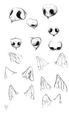 wolf nose ears study by esphir nose drawing furry drawing drawing tips drawing