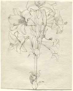 caspar david friedrich drawing grid plant art william blake national gallery of