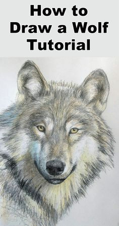 how to draw a wolf in pencil