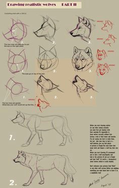 wolf expedition wolf drawings step by step guides to drawing wolves