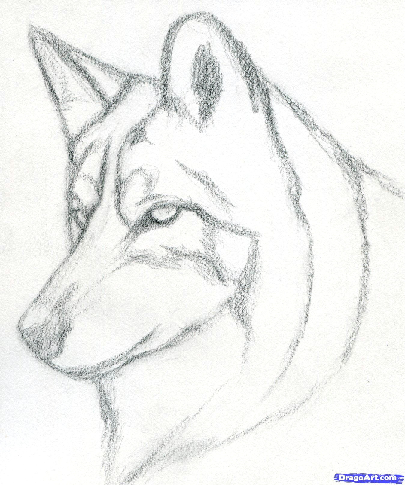 how to draw a wolf head mexican wolf step 3