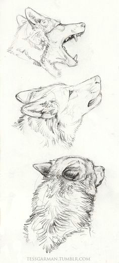 wolf pencil drawing a meu lobi art reference character design cool drawings