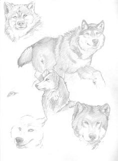 wolf drawings a artist original title realisticized much artist s description stabs