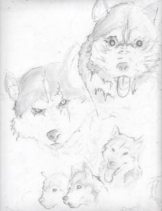 another page full of wolf sketches wolf sketch