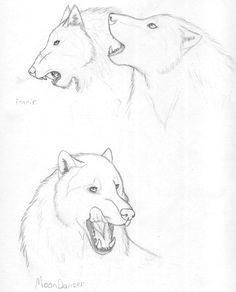 wolf sketches