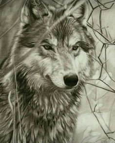 hyper realistic pencil drawings and sketches by 41