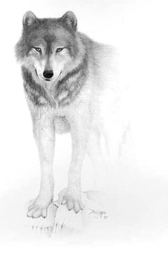 it s face looks like someone took a picture of a wolf it s so real wolf face a wolf face drawingpencil