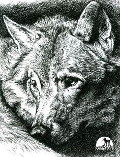 wolf pen and ink