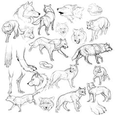 bemelega tes vazlatok rajz hogyan kell kezdeni wolf sketch sketch drawing drawing poses