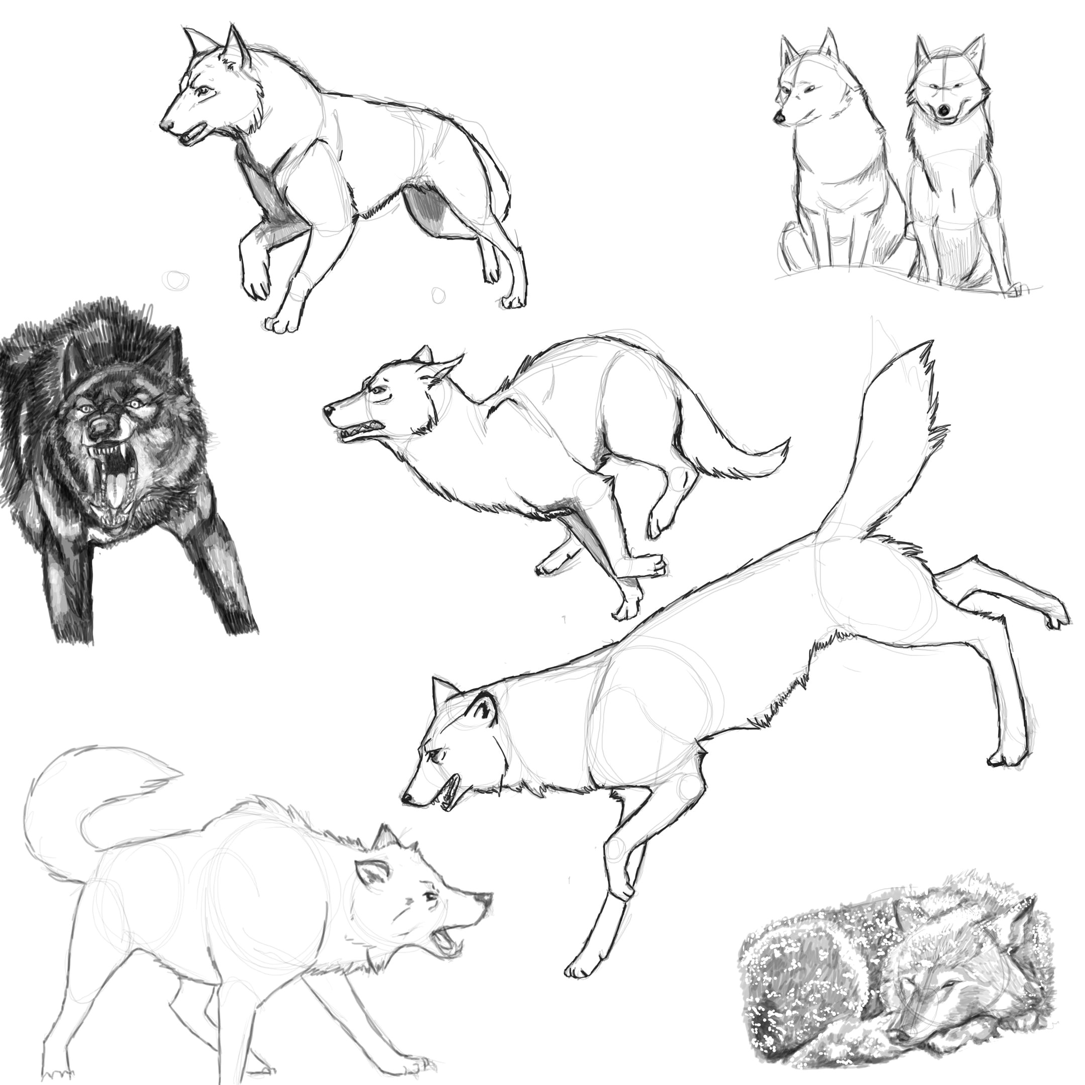 drawing tools cat drawing drawing techniques wolf poses animal sketches animal