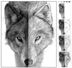 how to draw finish drawing a wolf good idea for drawing practice